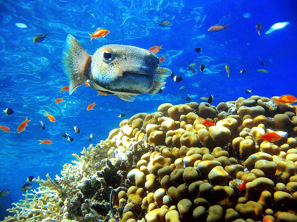 Египет красное море рыбы